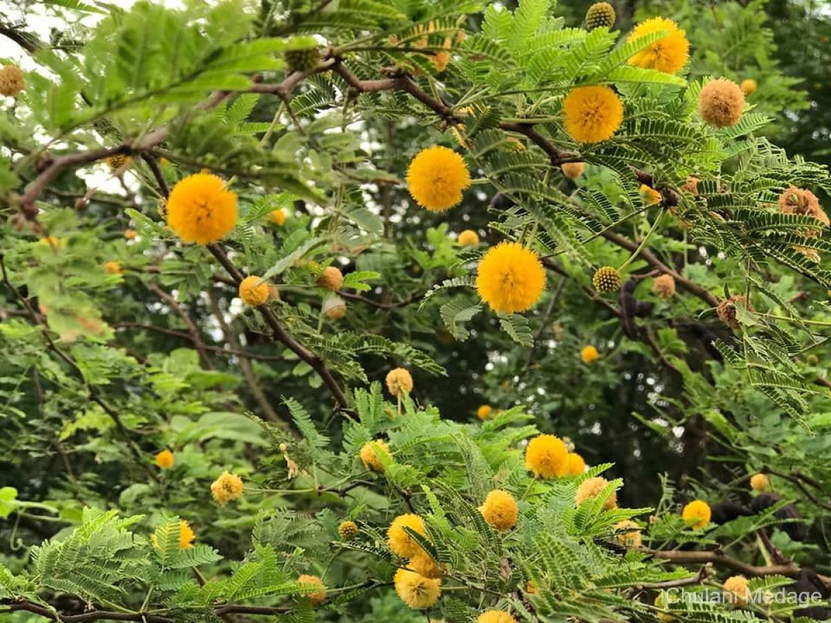 Vachellia farnesiana (L.) Wight & Arn.